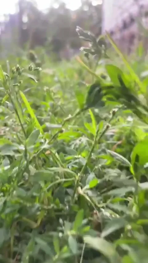 Running on the grass Video stock 279940043