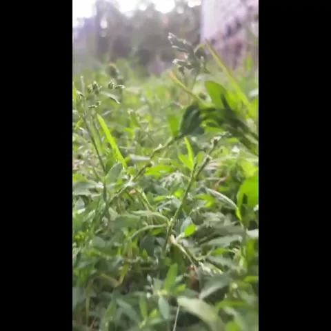 Running on the grass1 Video stock 279940042