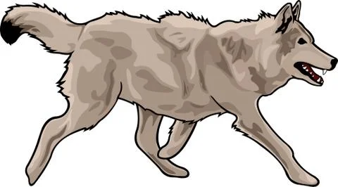 Running gray wolf Stock Illustration