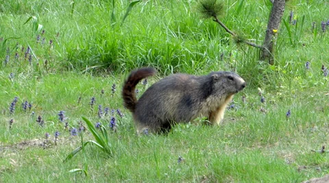 Running groundhog slow motion. Alpine marmot. 스톡 동영상 37763097