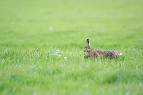 Running hare Foto stock