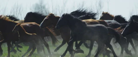 Running herd of horses Stock Footage