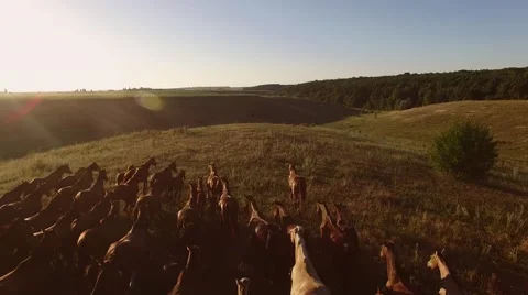 Running herd of horses. Vidéo 67610552