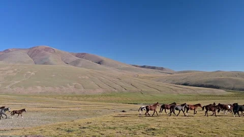 Running Herd of Horses Stock Footage 319066985
