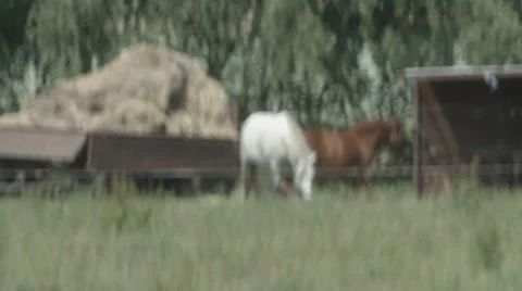 A running Herd of Horses on a Paddock in 4K Stock Footage 66446993