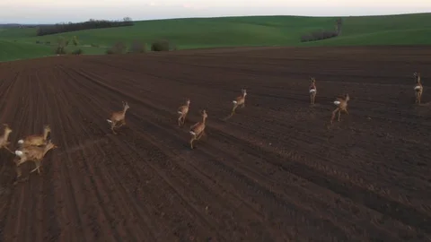 The Running Herd Of Roe Deer On A Field. Tuscany, Moravia, Europe. Aerial View Stock Footage 128265388