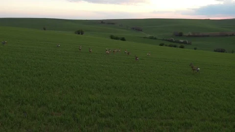 A Running Herd Of Roe Deer On A Field In Tuscany, Moravia, Europe. Aerial View Stock Footage 128270751