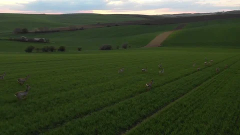 A Running Herd Of Roe Deer On A Field. Tuscany, Moravia, Europe. Aerial View Stock Footage 128271241