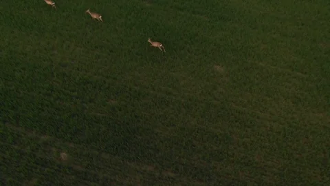 A Running Herd Of Roe Deer On A Field. Tuscany, Moravia, Europe. Aerial View Stock Footage 128273342