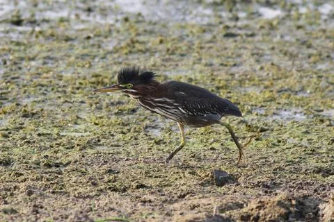 Running heron Stock Photos