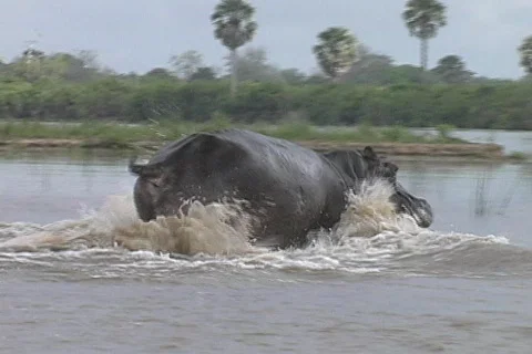 Running Hippo Stock Footage 116232