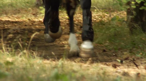 Running horse 2 Stock Footage 34182157