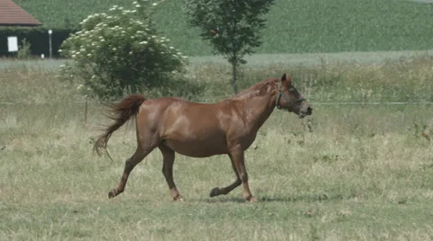 A running Horse in 4K Stock Footage 66449851
