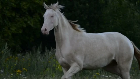 Running horse closeup Stock Footage 91191787