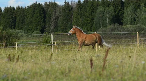 Running horse Stock Footage 54047234