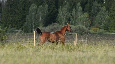 Running horse Stock Footage 54047443