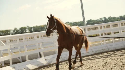 Running horse Stock Footage 128172543