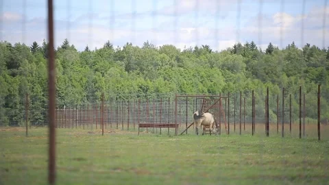 RUNNING HORSE Stock Footage 158127144