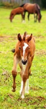 Running horse Stock Photos