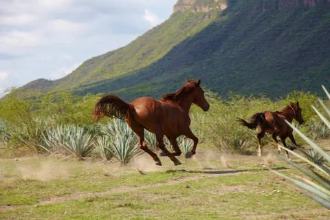 Running horse Stock Photos