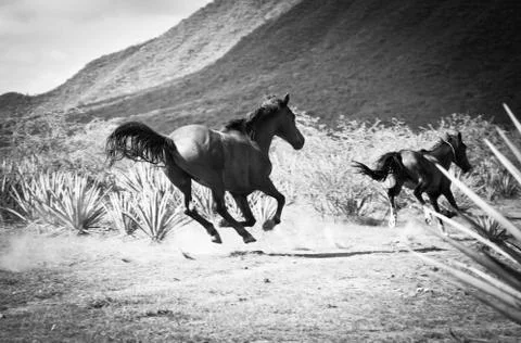 Running horse Stock-Fotos
