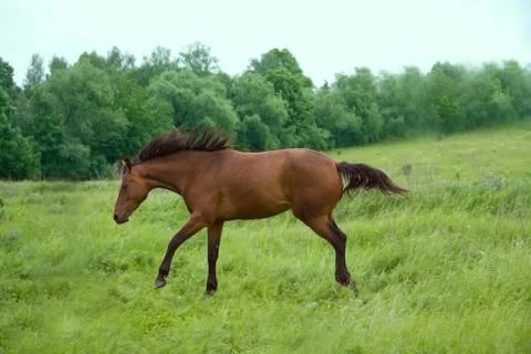 Running Horse Stock Photos