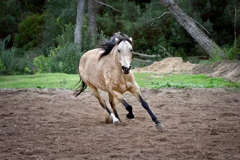 Running horse Stock Photos