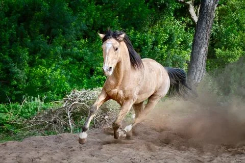 Running horse Stock Photos