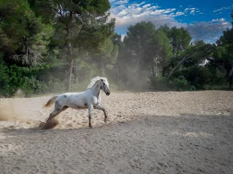 Running horse Stock Photos