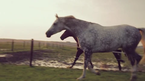 Running horses in afternoon Stock Footage 73902177