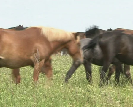 Running horses Stock Footage 755176