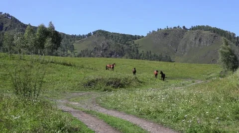 Running horses Stock Footage 43741294