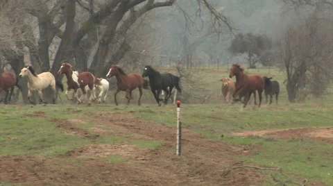 Running Horses Stock Footage 47600126