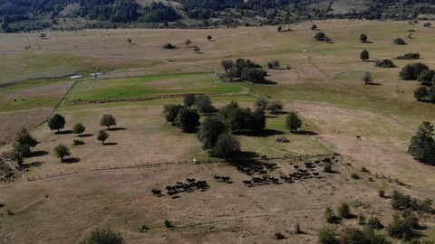 Running horses Stock Footage 128897887