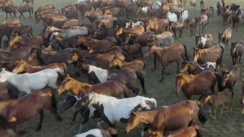 Running horses 스톡 동영상 151762673