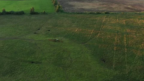 Running Horses Stock Footage 248903011