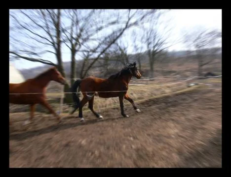 Running horses Stock Photos