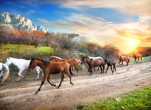 Running horses Stock Photos