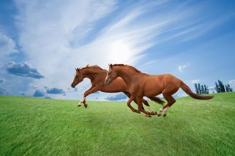 Running horses Фото