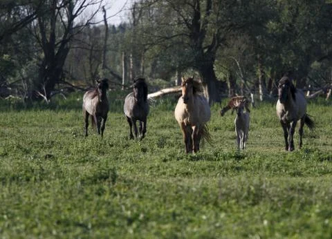 Running horses Stock Photos