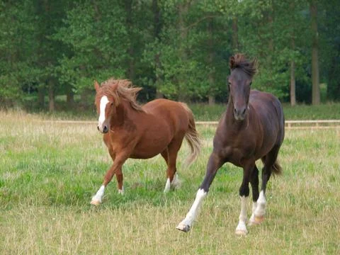 Running Horses Foto stock