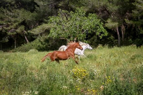 Running horses Stock Photos