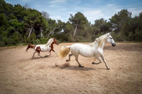 Running horses Stock Photos