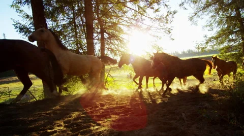 Running horses in Roundup on forest Cowboy Dude Ranch America Stock Footage