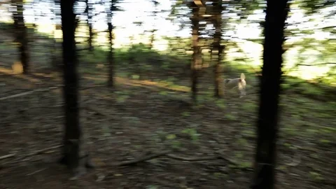 Running Hound Dog Chasing the Scent of a Rabbit Stock Footage 75453158
