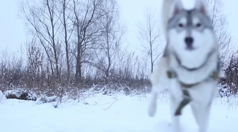 Running Husky 스톡 동영상 41648088