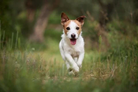 Running Jack Russell in grass field Stock Photos