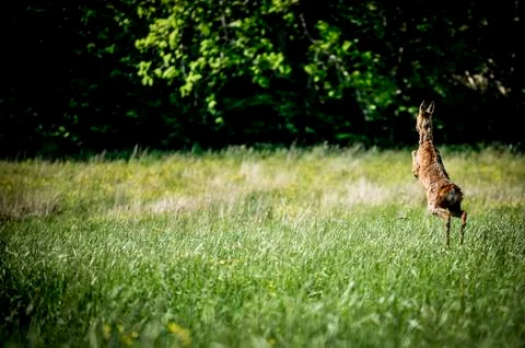 Running, jumping deer Stock Photos