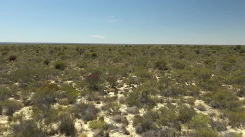 Running Kangaroo Stockbeeldmateriaal 143553632