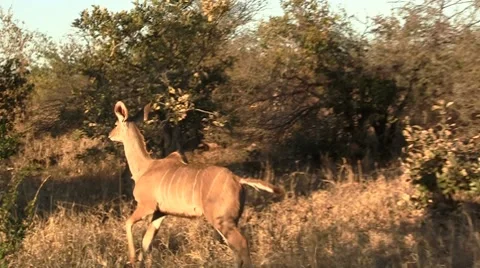 Running kudus Stock Footage 8622407
